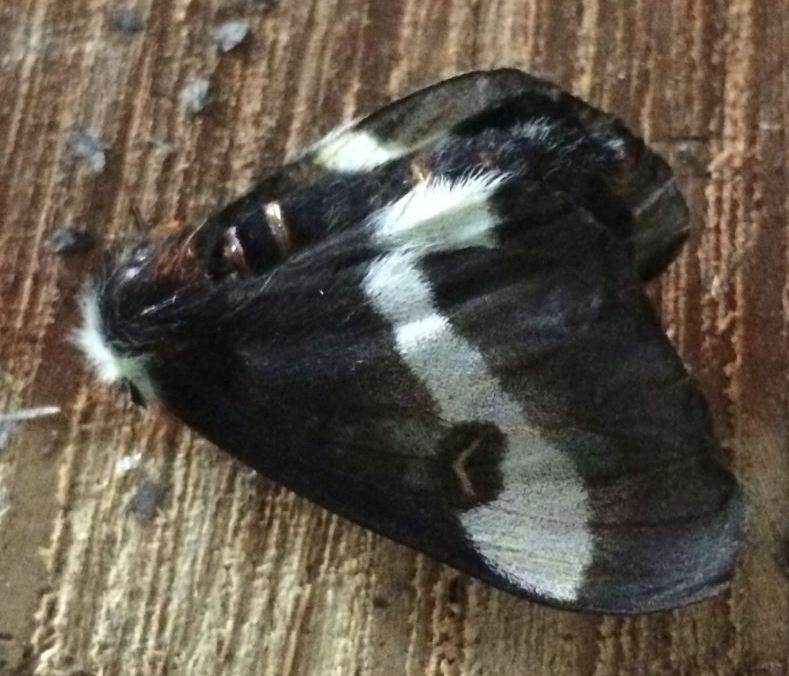 Eastern Buck Moth